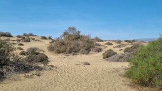 2023-GC--Mapalomas dunas-S123-232.jpg